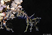 Eudendrium sp Hydraire arbuste-Safaga Tobia harba-7m-20171121-Denis-ADER-DSC_3289_tn